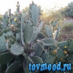 3. Цветки кактуса Опунция, которые вскоре превратятся в плод Цабар. Апрель. Израиль 2015.