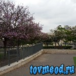 4. Один из парков Израиля. Апрель 2015.